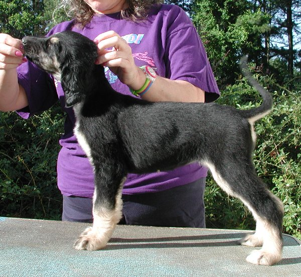 Blk&Silver Girl8wks.jpg - 123.31 K